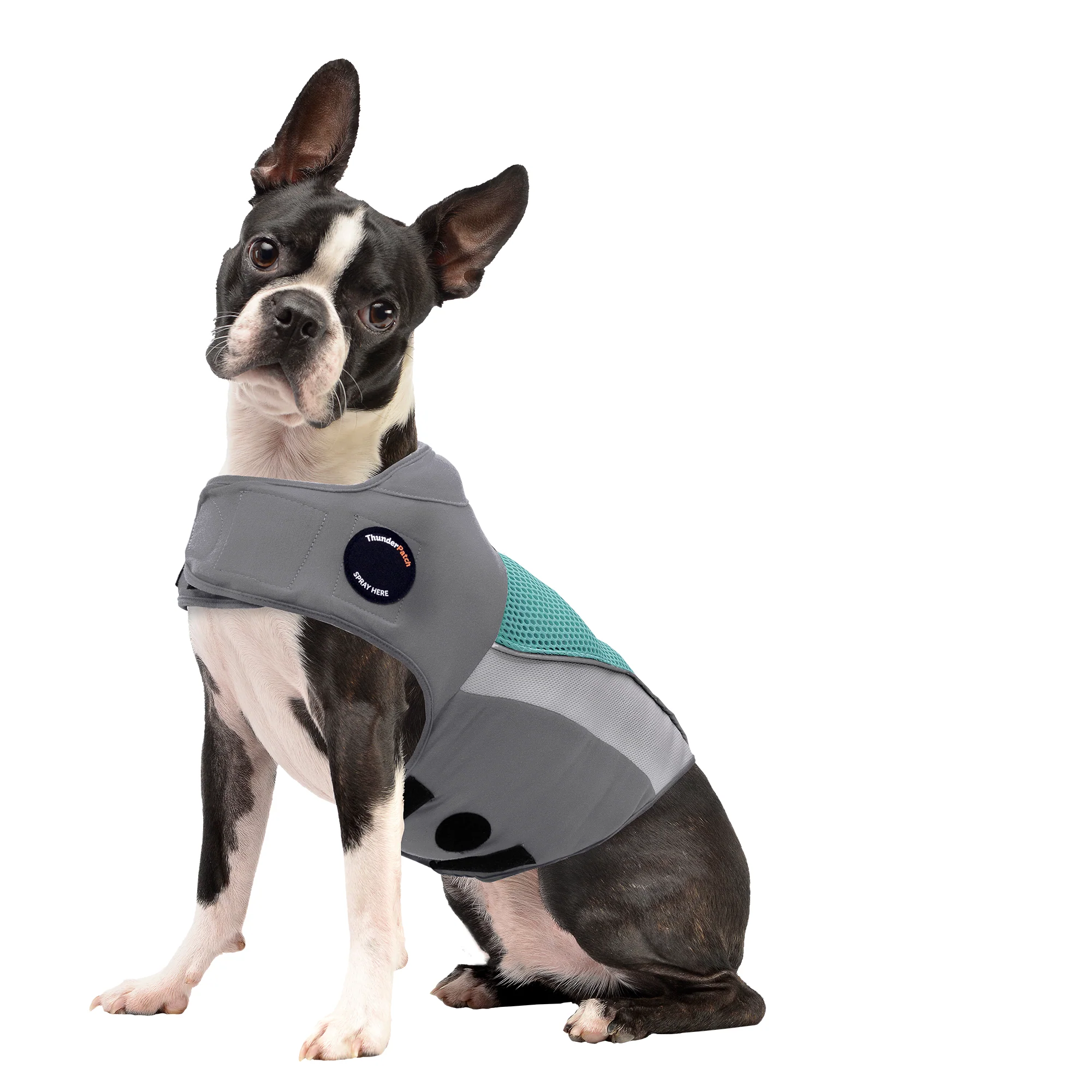 Top Products to Help Your Dog During a Hurricane